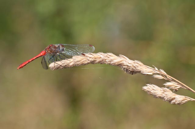 odonato 16 - Sympetrum sanguineum (maschio)